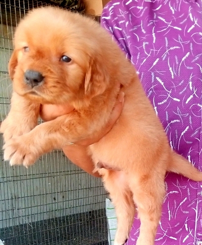Man Pet Shop لمحبى الحيوانات الاليفه - صورة 2