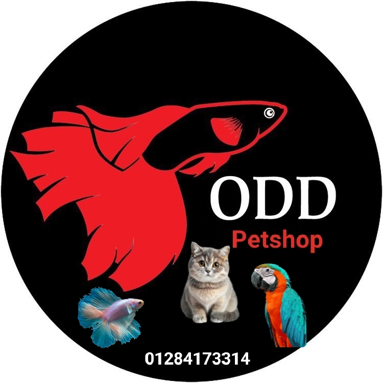 ODD petshop - Photo 2