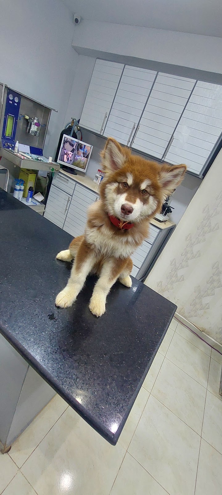 Specialized Veterinary Clinic in Al-Haram - Photo 2