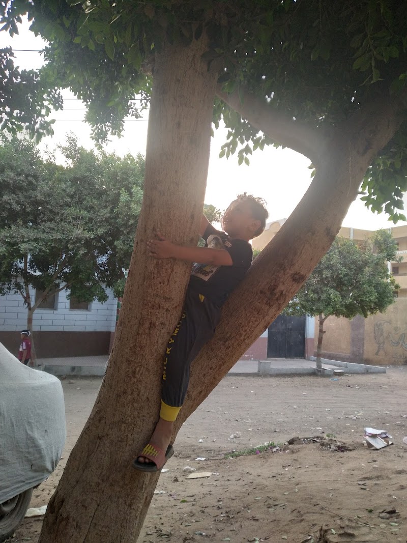 معهد جزيره النجدى الازهرى - صورة 3