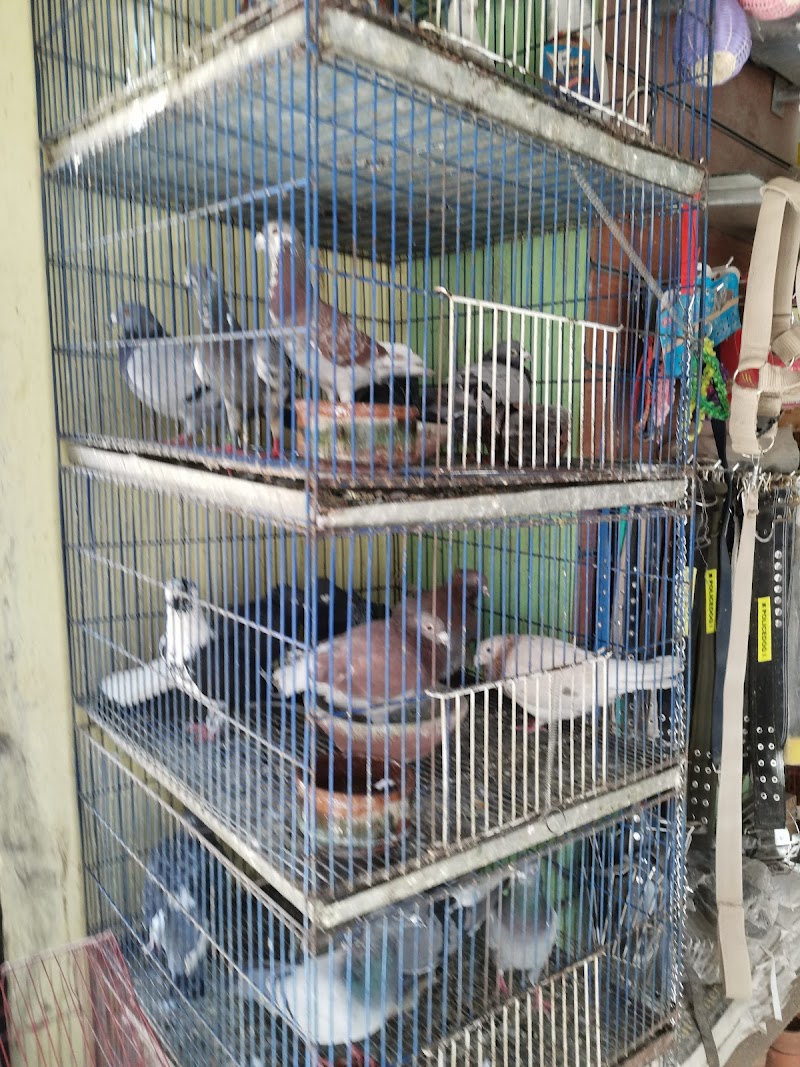 معرض بلوشي لطيور الزينه