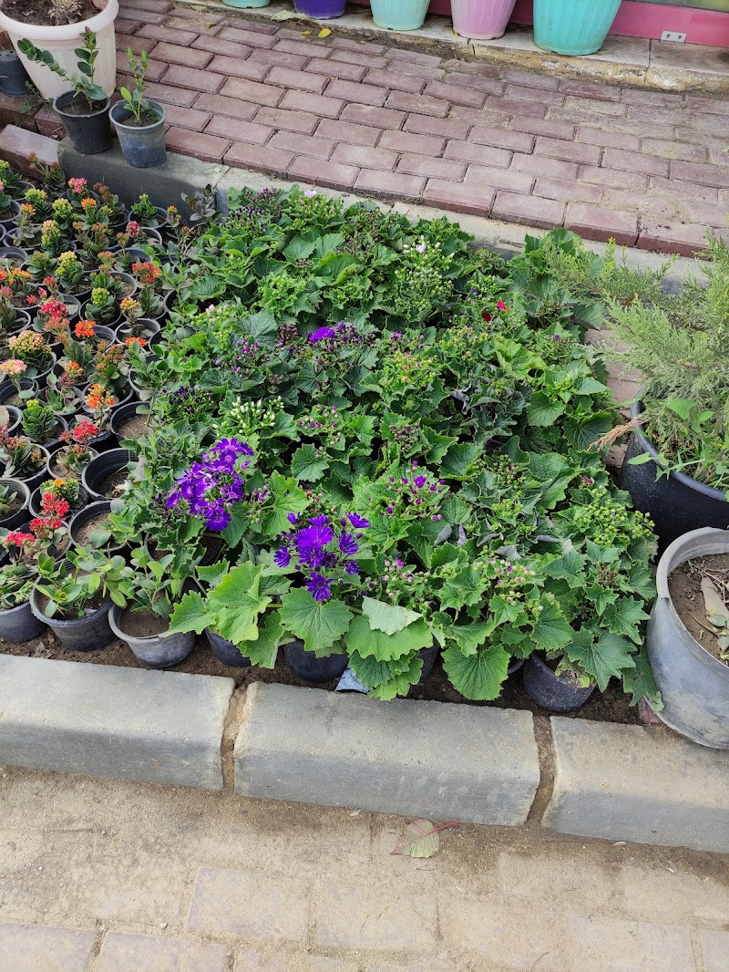 Egypt Nursery for Agriculture - Photo 1