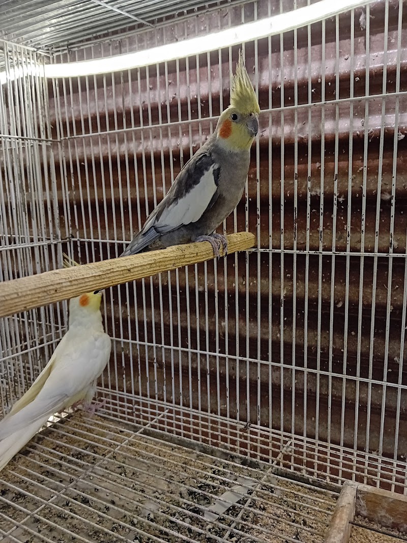 Al-Shami for Ornamental Birds - Photo 1