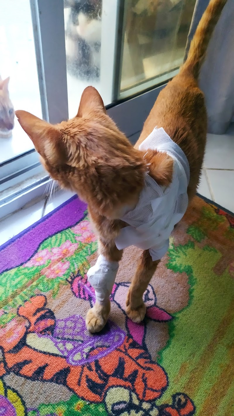 Top vets hurghada animal center - Photo 3