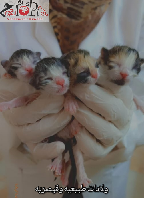 Zootopia Veterinary Center, Dr. Sumaya Siam - Photo 2