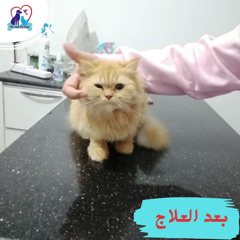 The good vet clinic - صورة 2