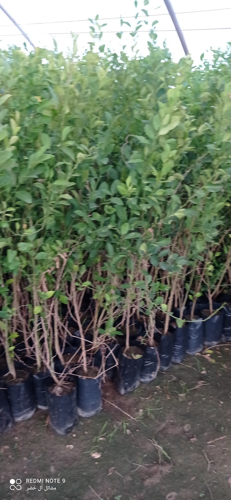 Al Khader Nurseries - Photo 3