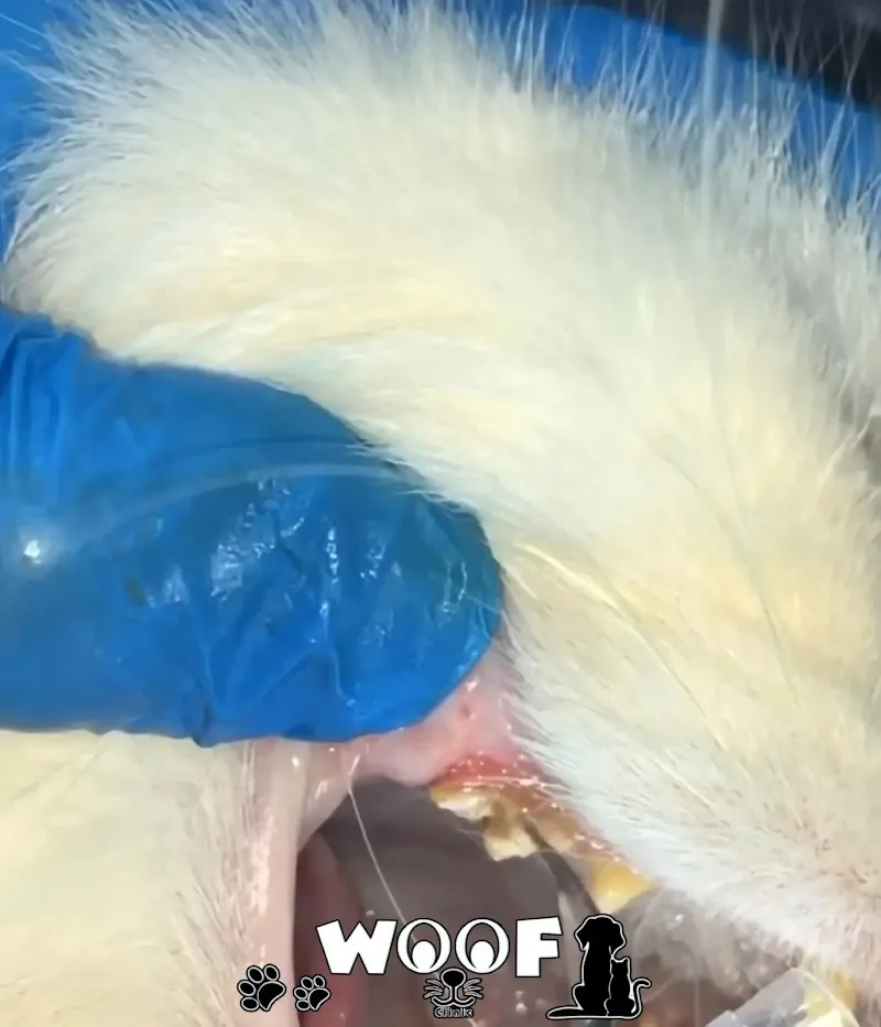 WOOF Clinic - عيادة وسبا ووف للحيوانات الأليفة - Photo 1