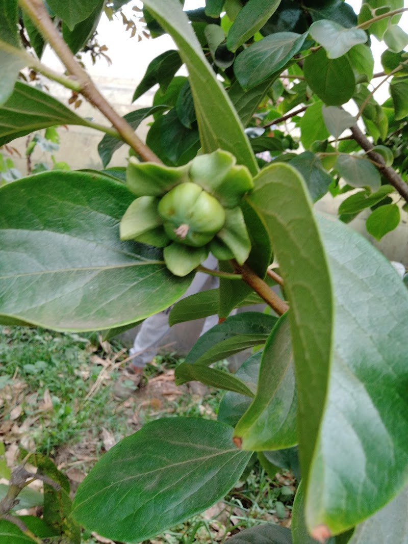 مشاتل أطعمة الجنة