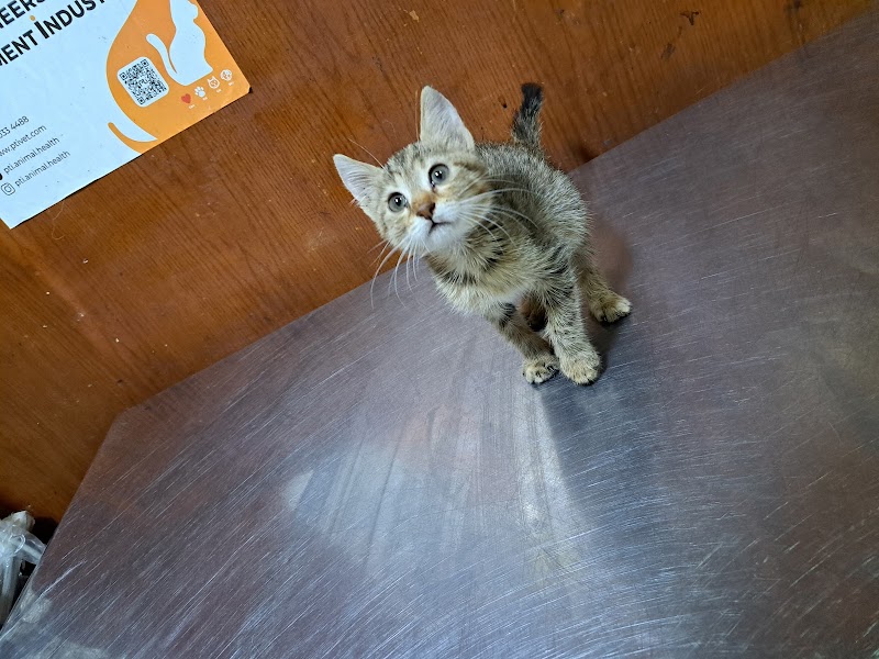 Pet planet - صورة 1