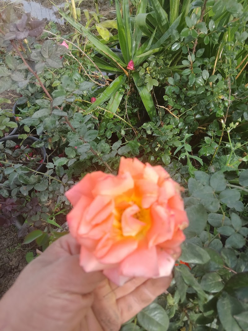 مشاتل آل عويس غنيم للنباتات الزينه