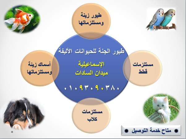 طيور الجنة للحيوانات الاليفة - Photo 1