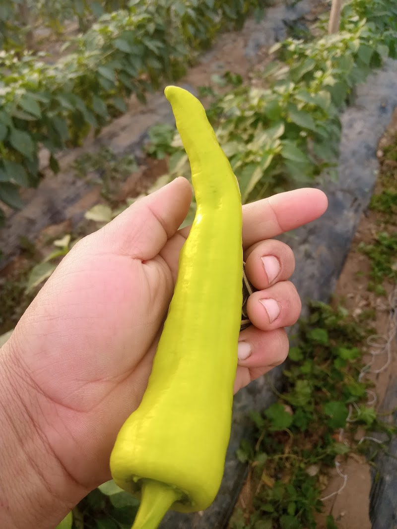 مشتل العدوى محمودطلب - صورة 2