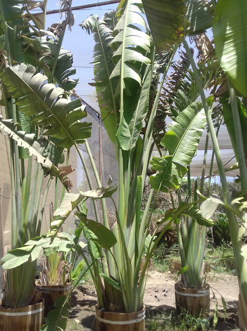 انبات لنباتات الزينة - صورة 3