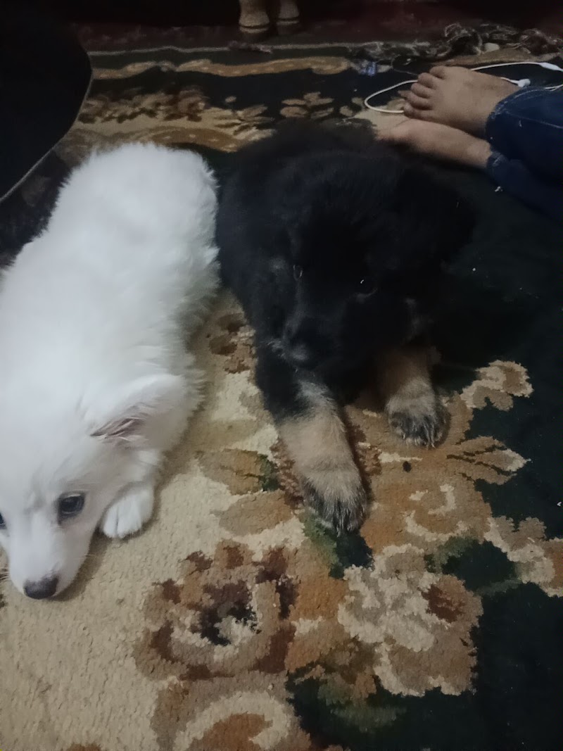 عيادة بيطريه
