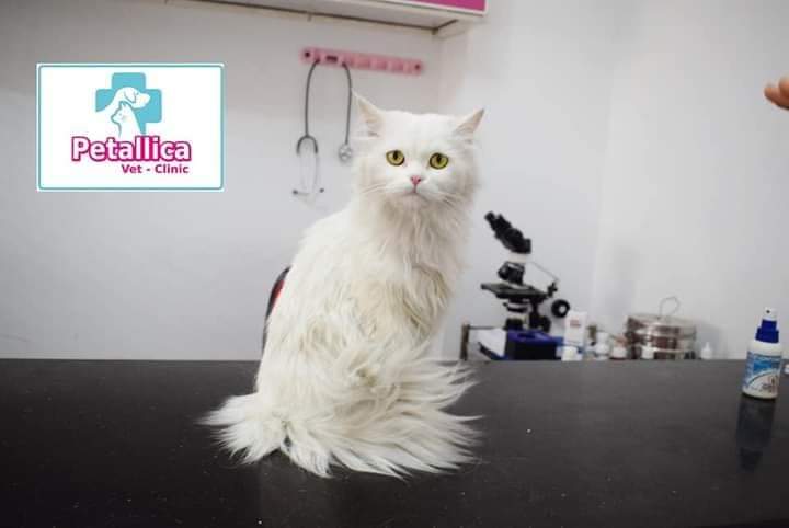 Petallica Vet Clinic - Photo 1