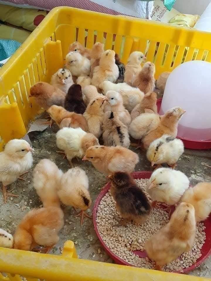 مركز العبادى البيطري