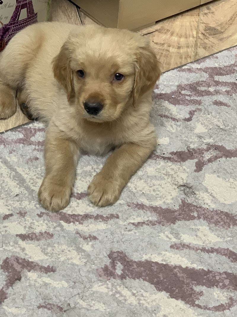 عيادة K9 البيطرية - صورة 1