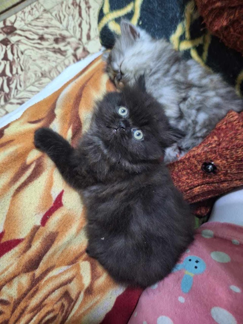om youssef for pets - صورة 1