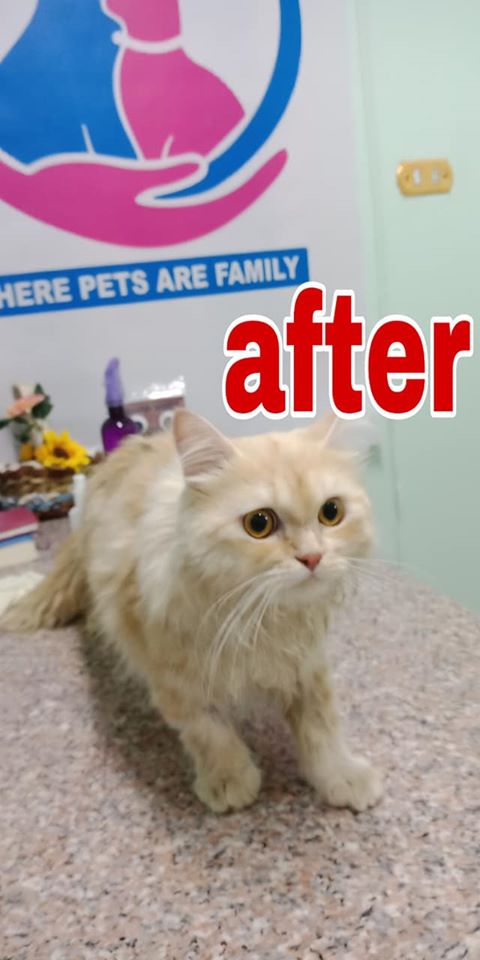 Marvel Animal Clinic