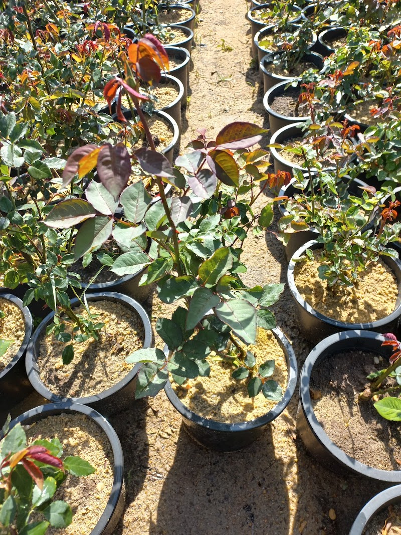 Hiba Al Sharqia Nursery - Photo 3