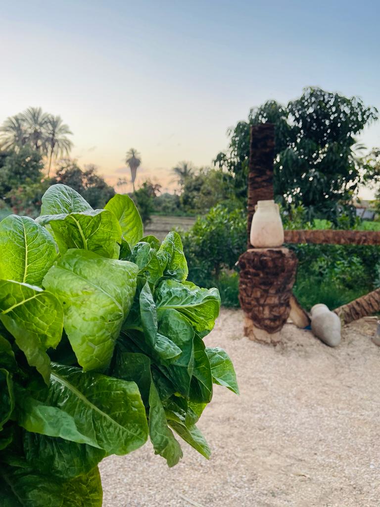 The Farm - صورة 2