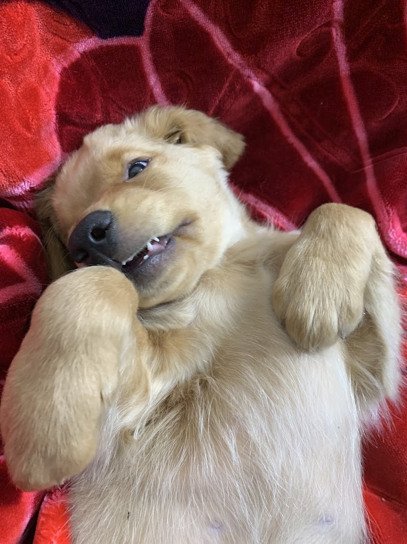 عيادة K9 البيطرية