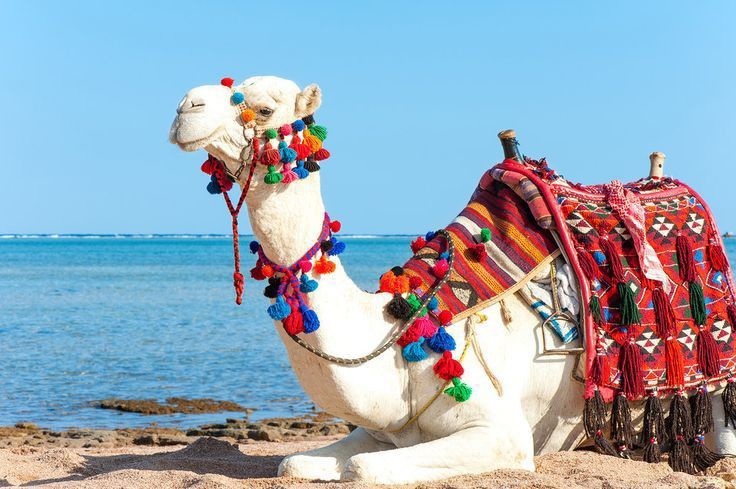 Happy Trip Hurghada - Photo 1