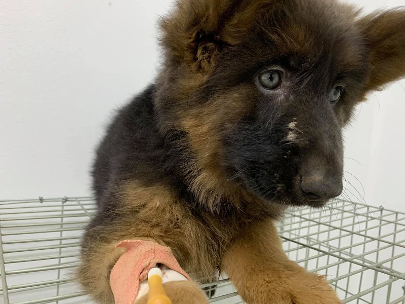 Care & Cure Pet Center مركز كير اند كيور للحيوانات الاليفه - صورة 1