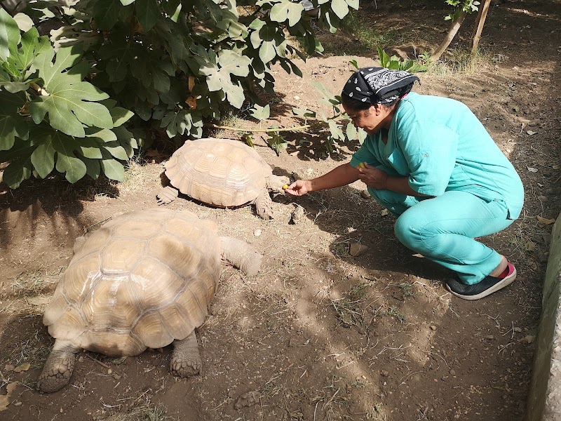 ACE - Animal Care in Egypt - Photo 3