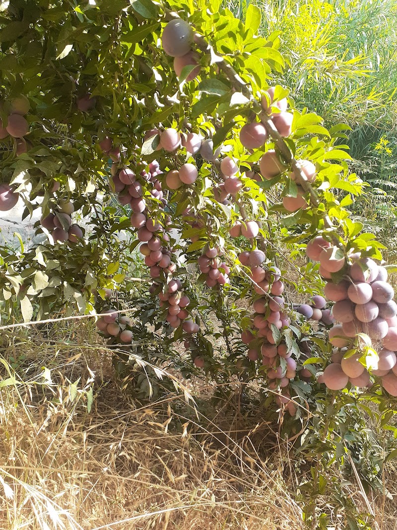 مشتل الخير