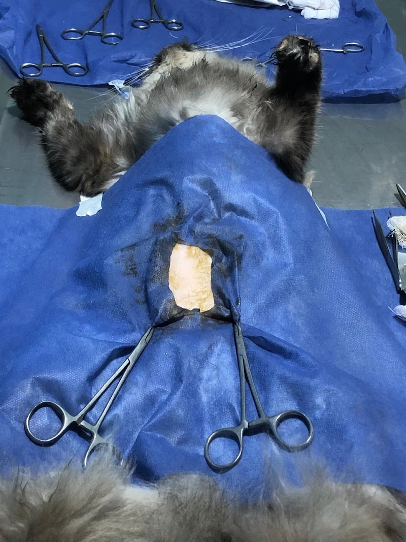 Royal vet clinic - صورة 2