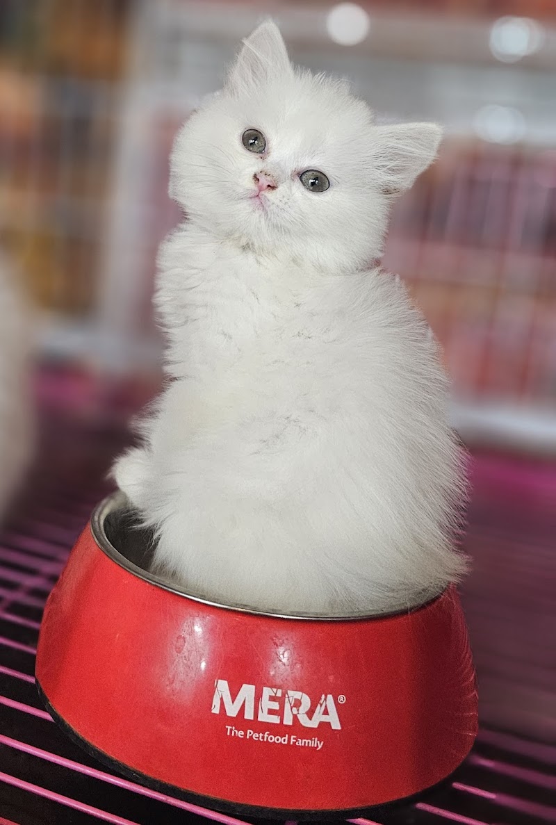 & El3alamy pets shop - Photo 2