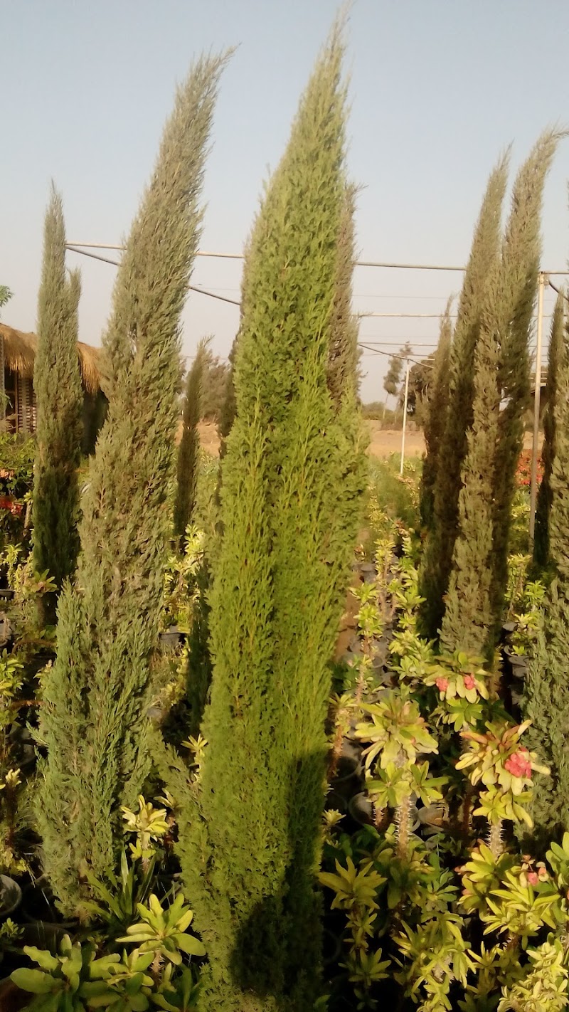 Bader Shaaban nursery for ornamentals - Photo 1