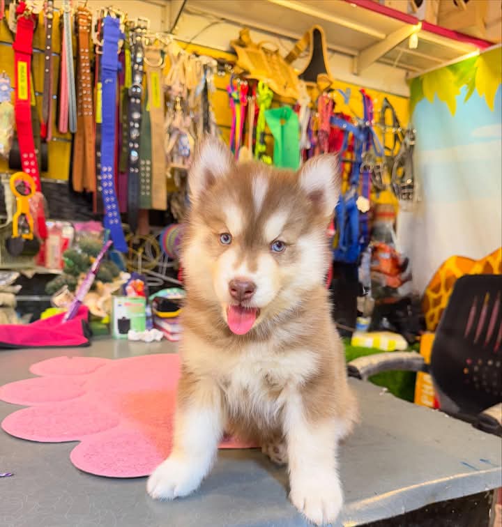 Zoo shop - Photo 1