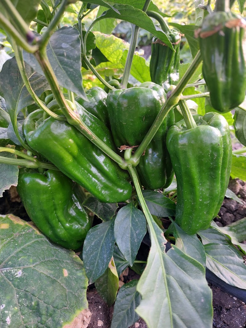 Tantawi Nurseries - Photo 1