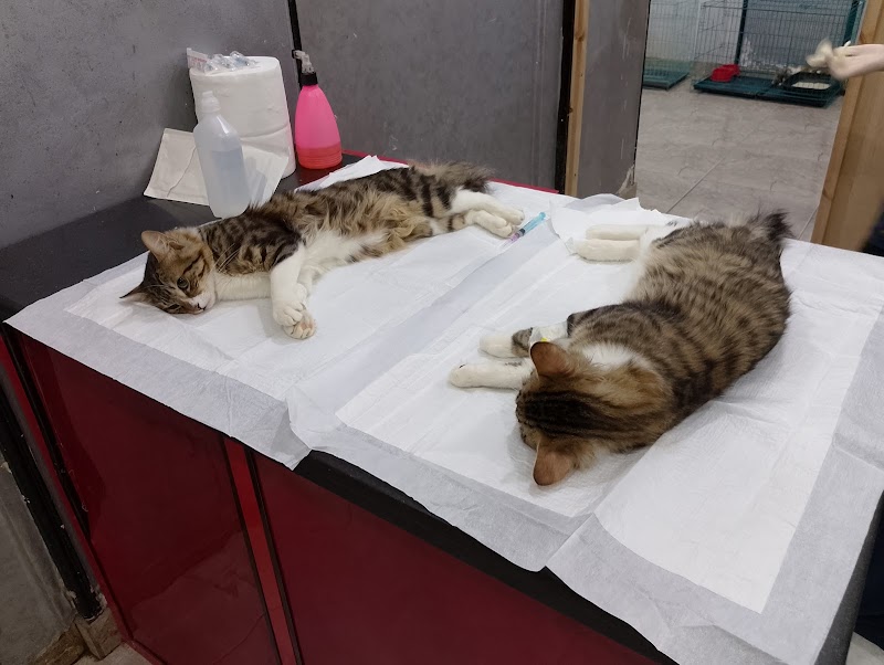 Veterinary clinic - Photo 3
