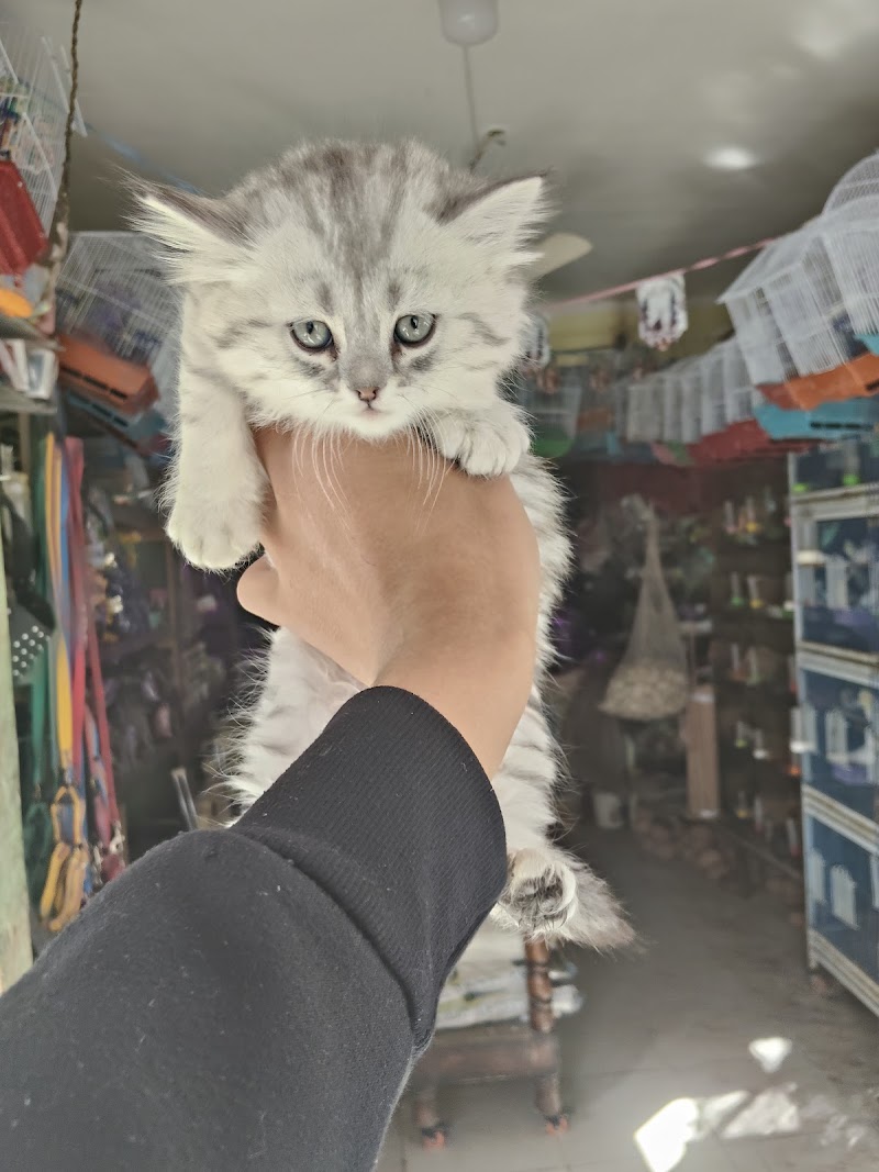 معرض بلوشي لطيور الزينه - صورة 3