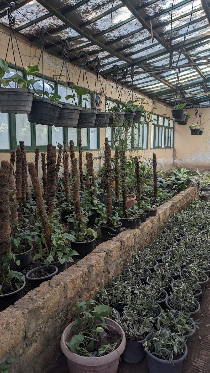مشتل الزينة كلية الزراعة جامعة المنيا - صورة 2