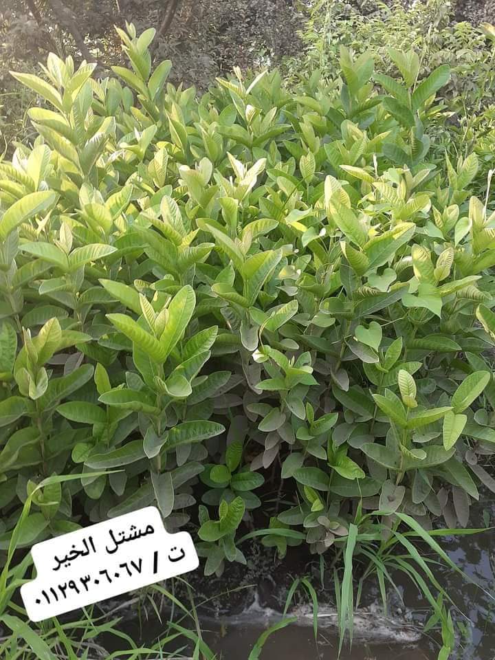 مشتل الخير - Photo 1