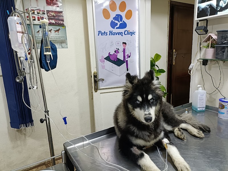 Pets Haven Clinic in Alex عيادة بيطرية بالاسكندرية - Photo 1
