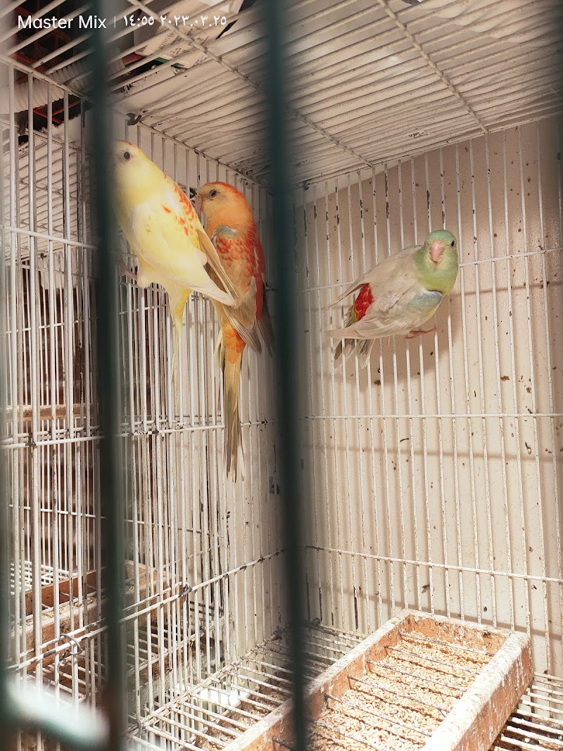 Al-Shami for Ornamental Birds