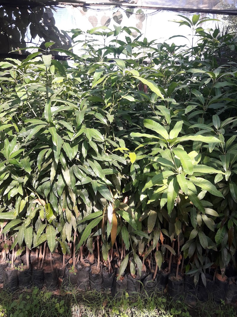 Mr. Abu Saleh Nursery - Photo 1