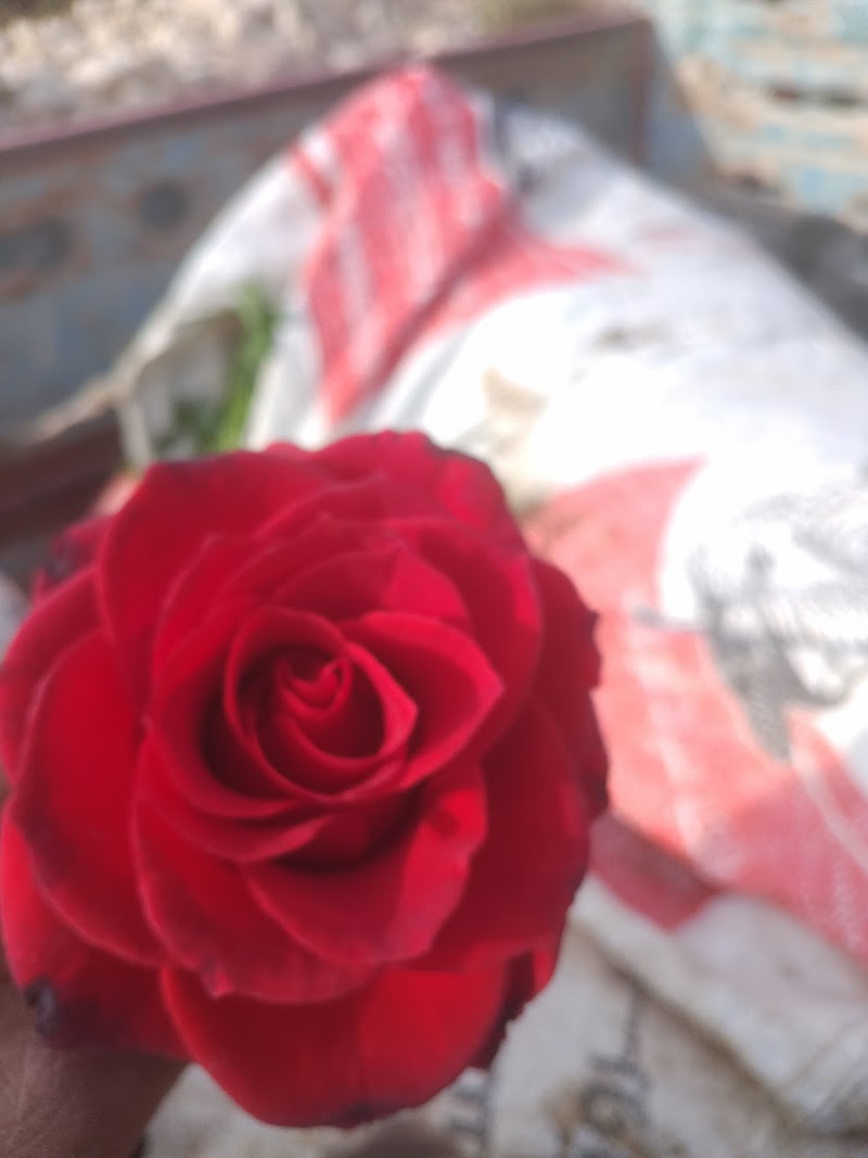 مشاتل آل عويس غنيم للنباتات الزينه - Photo 1