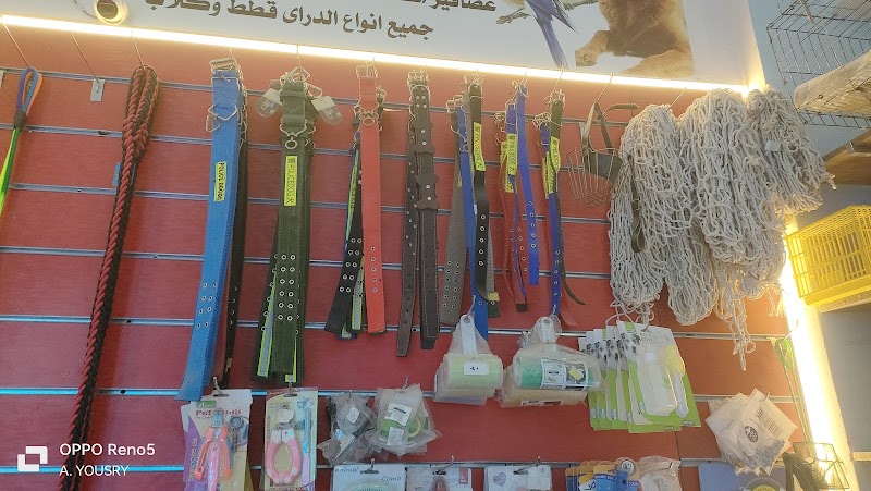 احمد يسري عالم الطيور - صورة 2