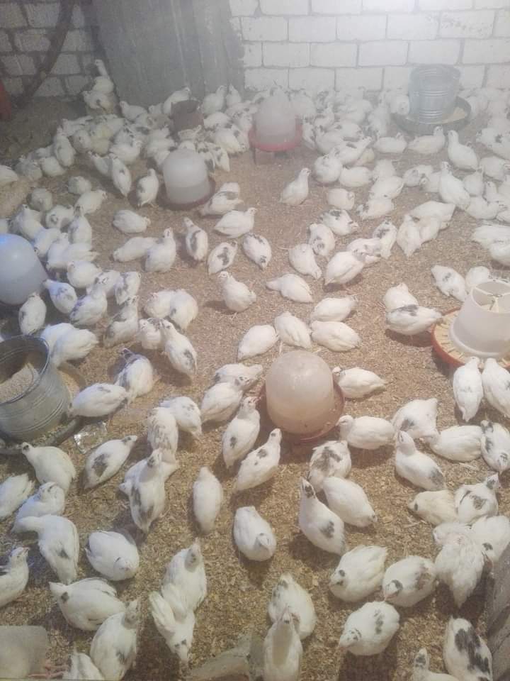 صيدلية الهدى فيت البيطريه