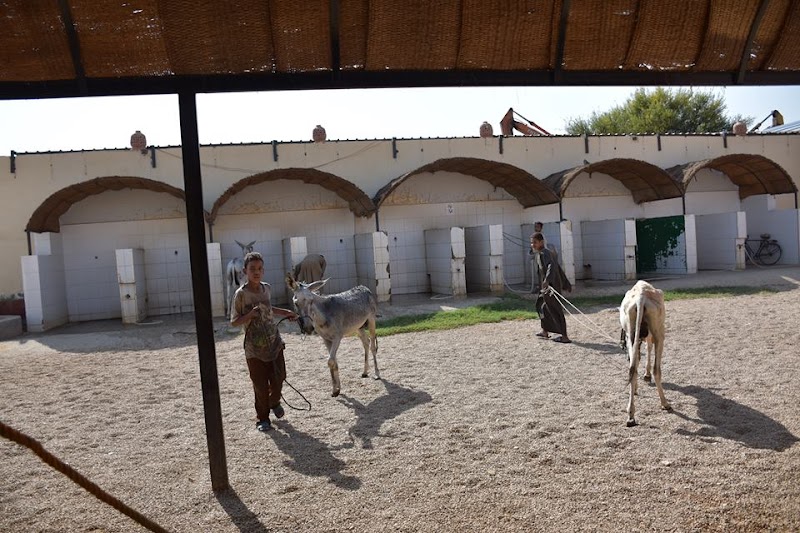 ACE - Animal Care in Egypt - Photo 2