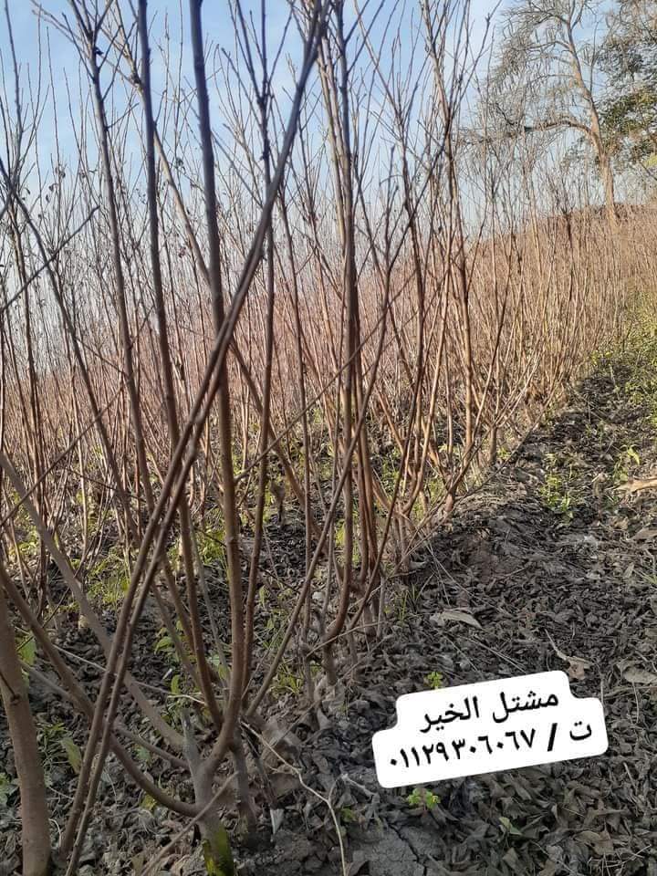 مشتل الخير - Photo 3