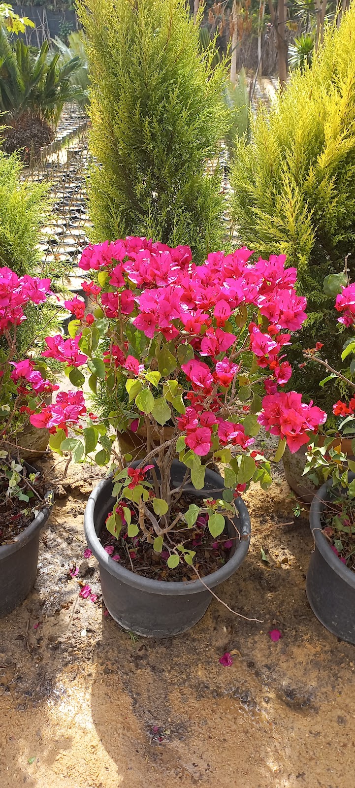 Hiba Al Sharqia Nursery - Photo 2