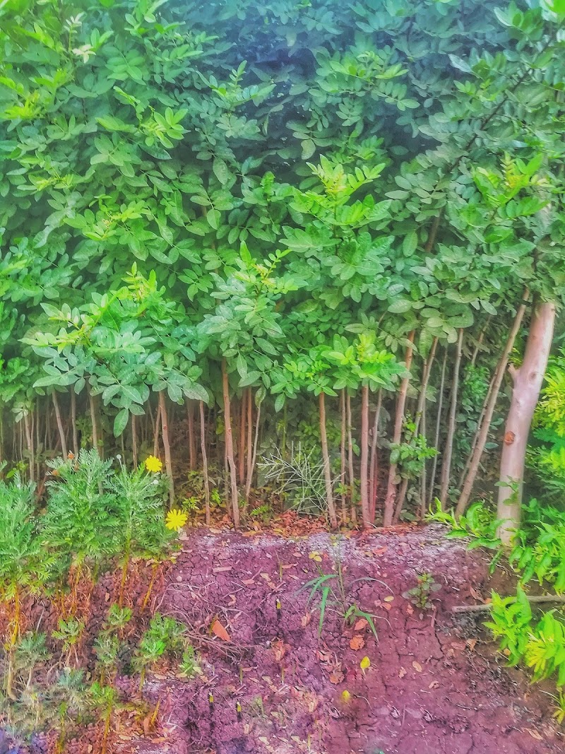 مشتل الجنايني - صورة 2